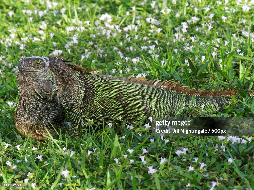 Molting Green Iguana In Grass Displaying Neck Dewlap