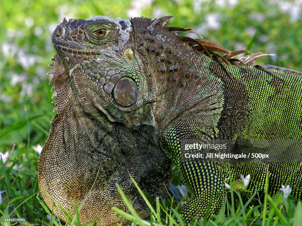 Molting Green Iguana In Grass Orange Dewlap On Display
