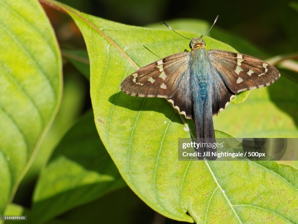 Long Tailed Skipper Butterly Wings Open On Green Leaf