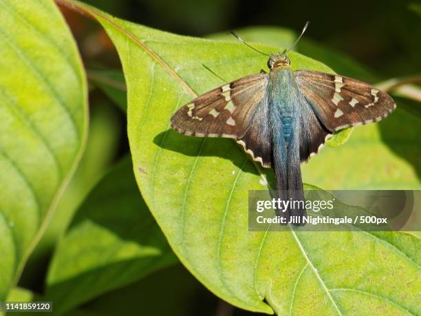 long tailed skipper butterly wings open on green leaf - hesperiidae stock pictures, royalty-free photos & images