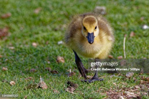 canada goose gosling walking - ankeny iowa stock pictures, royalty-free photos & images