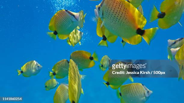 colorful tropical fish feeding underwater - waianae_hawaii stock pictures, royalty-free photos & images
