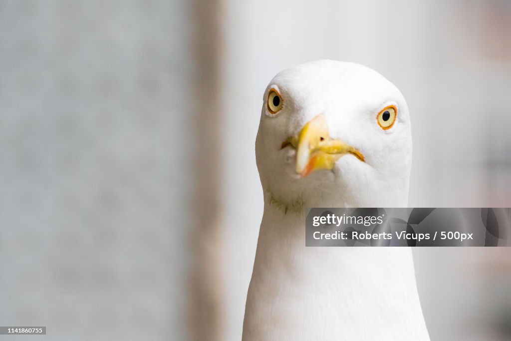 Seagull looking at camera