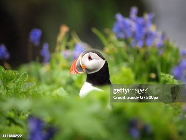 peek-a-boo puffin - precious lunga 個照片及圖片檔