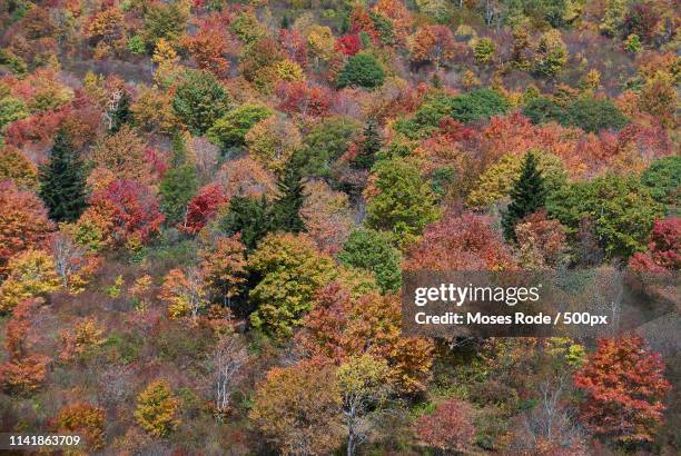 Sebok Rode Forest 38 Forest Rode Stock Photos, High-Res Pictures, and Images - Getty Images