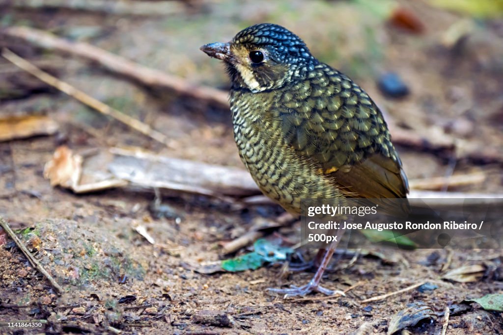Close up of Variegated Antpitta (Grallaria varia)