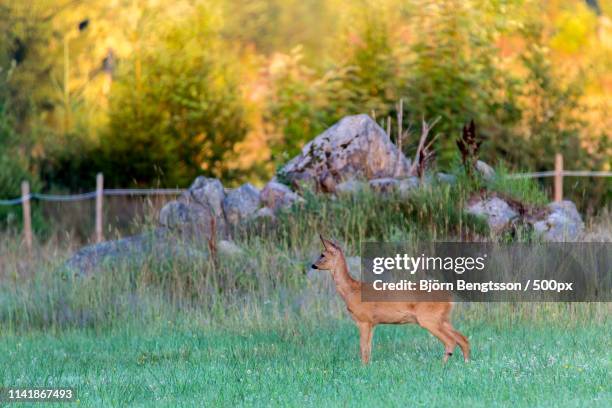 deer - vaxjo imagens e fotografias de stock