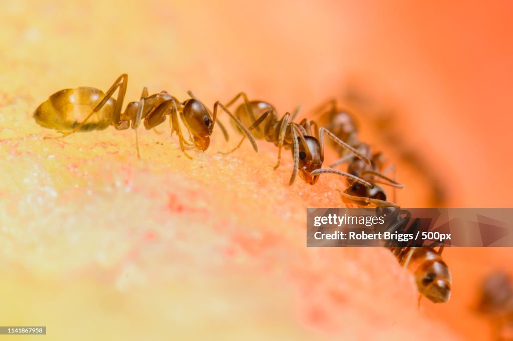 The Family That Eats Together