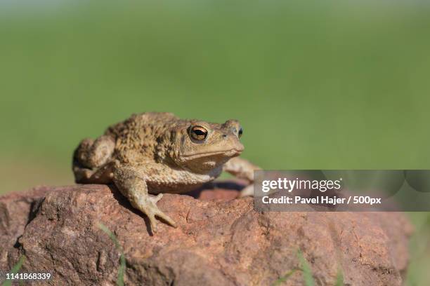 Africka Ropucha 22 Ropucha Stock Photos, High-Res Pictures, and Images - Getty Images