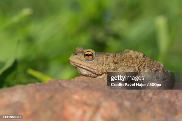 Africka Ropucha 16 Ropucha Stock Photos, High-Res Pictures, and Images - Getty Images