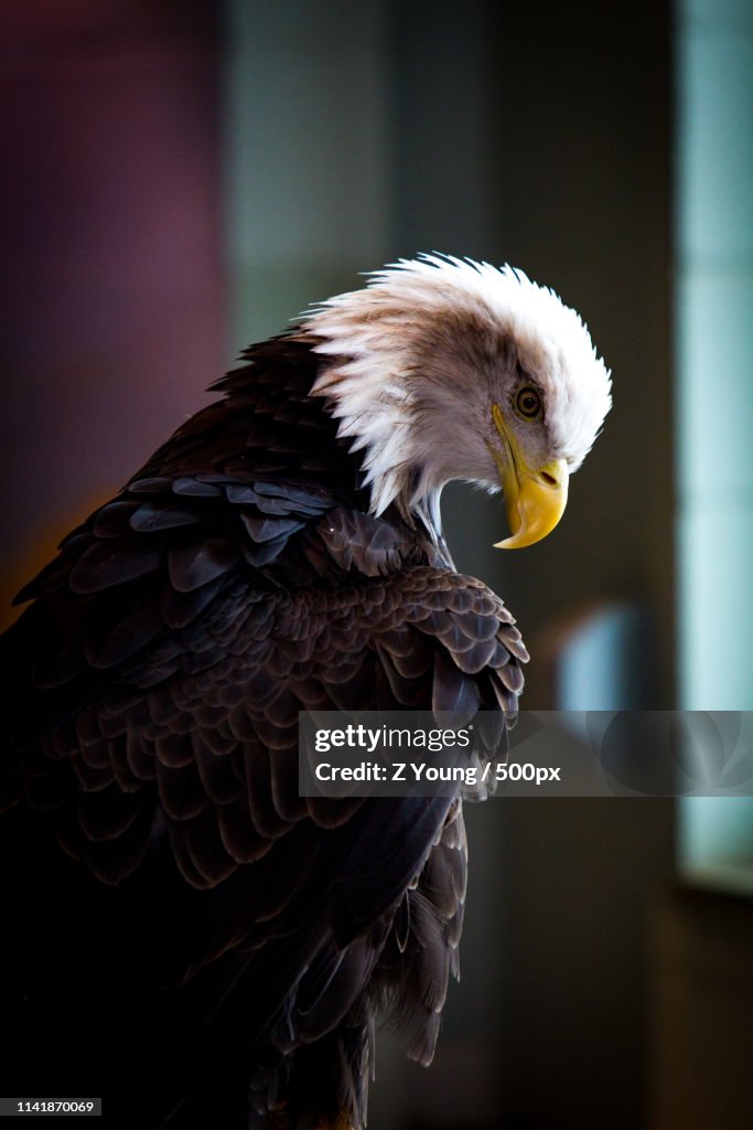 Bald Eagle