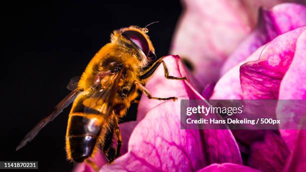 natuur omgeving (honey bee on red flower ) - omgeving stock pictures, royalty-free photos & images