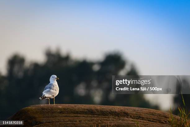 portrait of seagull standing outdoors - sjö stock-fotos und bilder