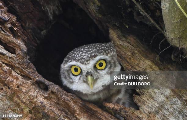 An Indian spotted owl looks out from its nest in a tree in Guwahati on May 7, 2019. / The erroneous mention[s] appearing in the metadata of this...