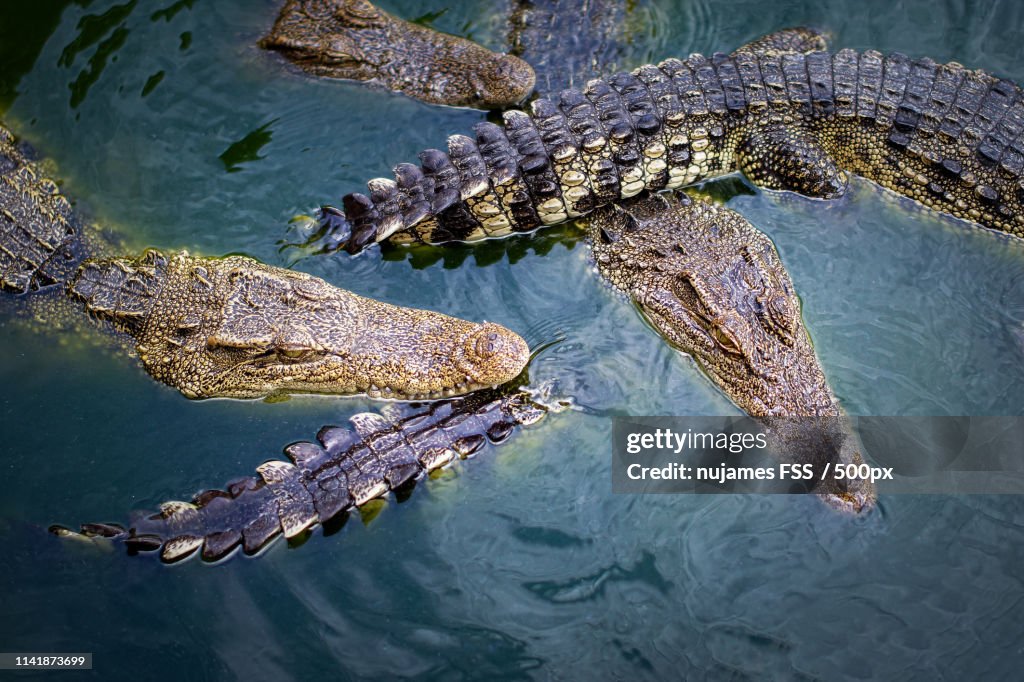 Crocodiles In The Water