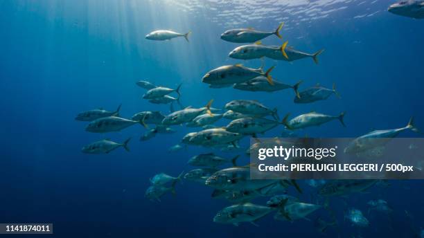 amberjack school in the blue - amberjack stock pictures, royalty-free photos & images