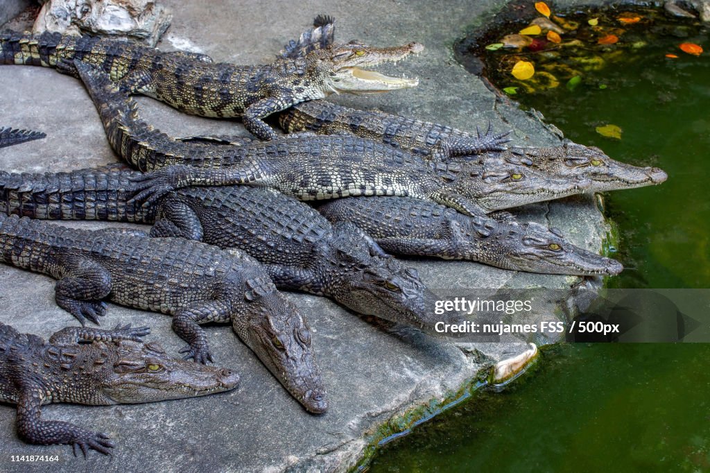 7 Crocodiles On The River Side