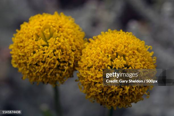 yellow pom poms - strohblume stock-fotos und bilder