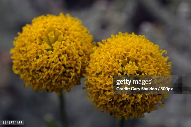 yellow pom poms - strawflower stock pictures, royalty-free photos & images
