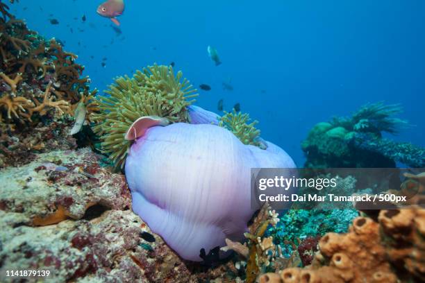 Pink Anemone Fishs Beautiful Underwater Home High-Res Stock Photo