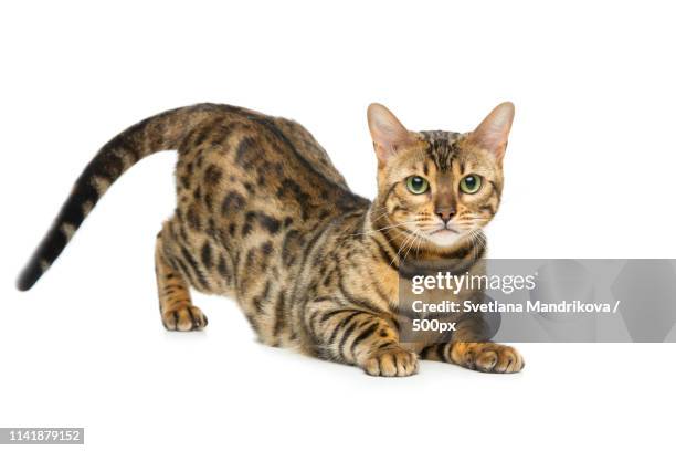 beautiful bengal cat - brown spotted bengal stock pictures, royalty-free photos & images