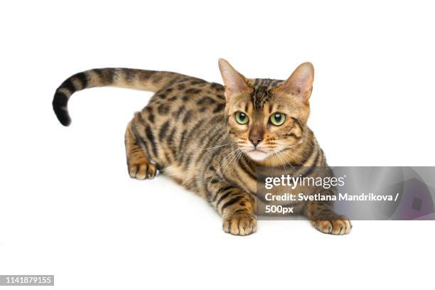 beautiful bengal cat - brown spotted bengal stock pictures, royalty-free photos & images