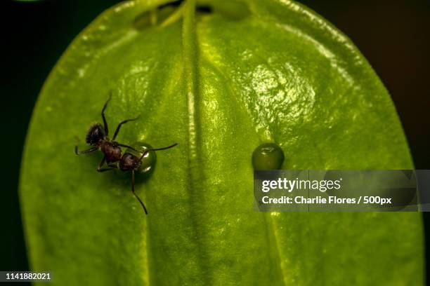 ant hormiga - hormiga stock pictures, royalty-free photos & images