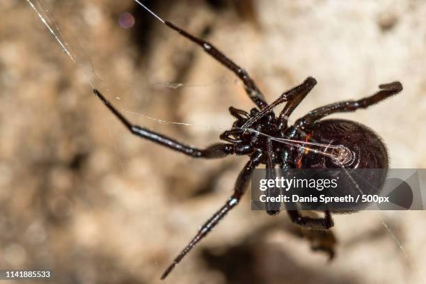 False Button Spider 27 Steatoda Stock Photos, High-Res Pictures, and Images - Getty Images