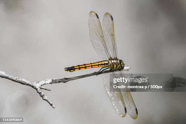 close up of dragonfly - montree fotografías e imágenes de stock