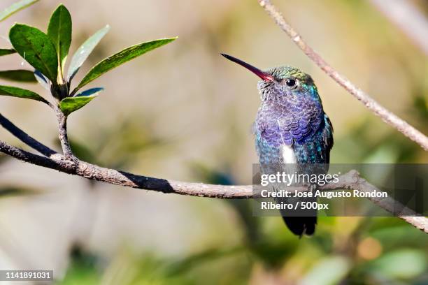 Closeup Of Bird On Branch High-Res Stock Photo