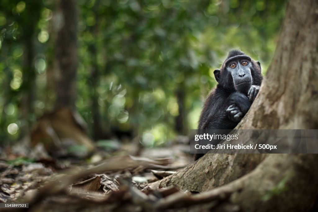 Black-Crested Macaque