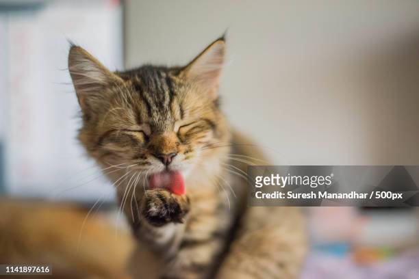 animals image - feet lick stockfoto's en -beelden