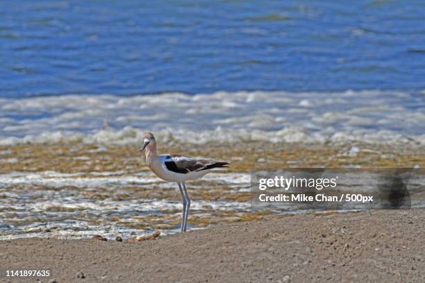american avocet (recurvirostra americana) - salt marsh stock pictures, royalty-free photos & images