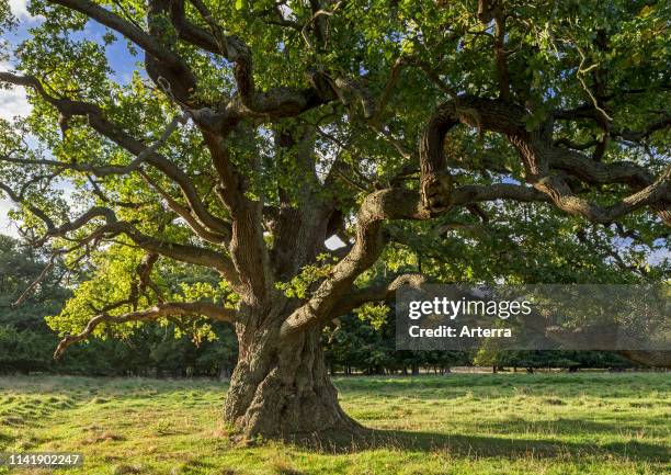 Centuries old English oak / pedunculate oak in late summer / autumn.