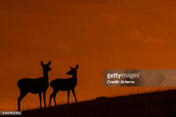 Red deer hind / female with juvenile silhouetted against orange sunset sky.