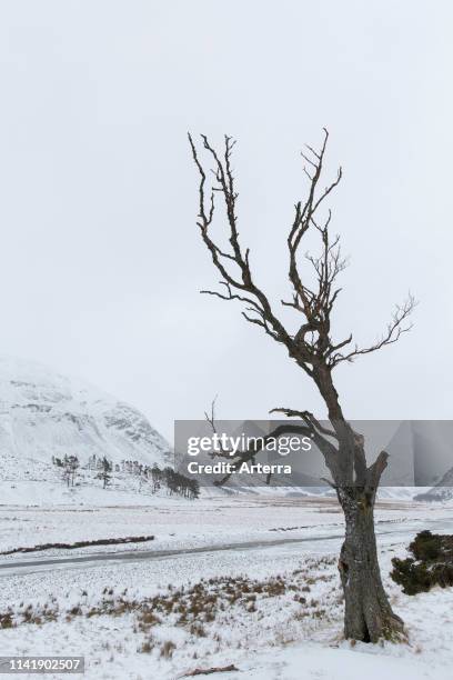 Tree Dead Cold Dead Winter Tree Photos and Premium High Res Pictures - Getty Images