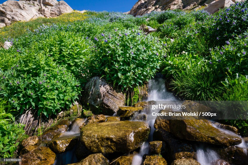 Hillside Covered In Wildflowers