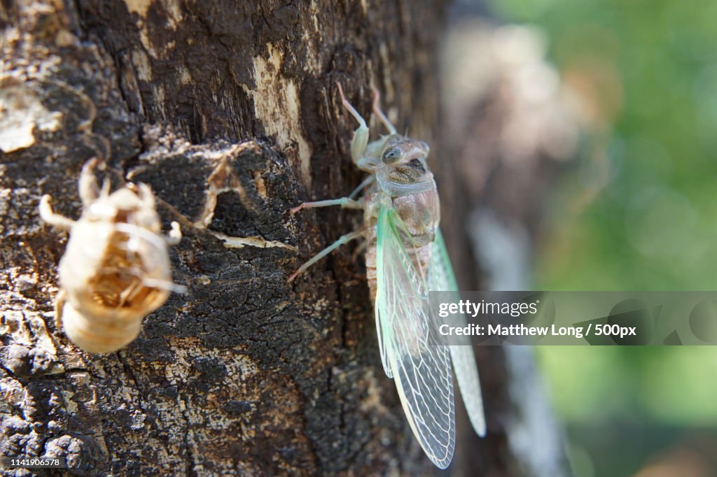 Cadia Insect Extreme Closeup Of Cicada High-Res Stock Photo - Getty Images