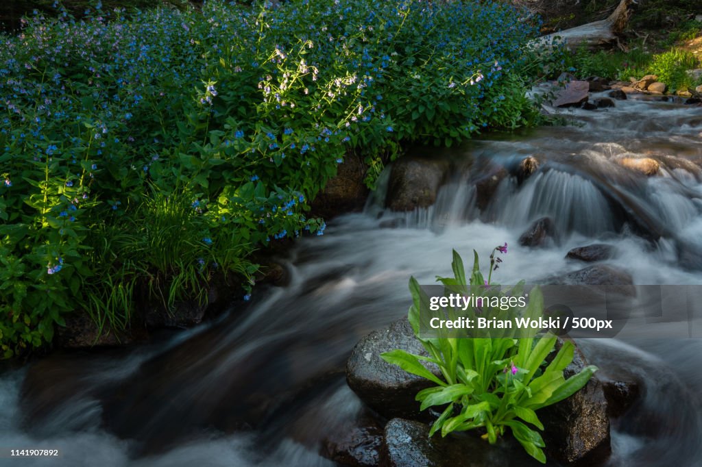 Wildflowers On A River