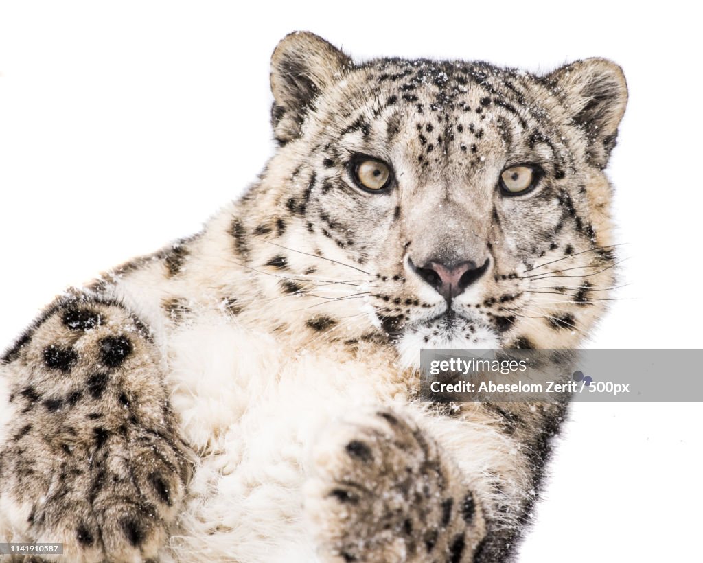 Playful Snow Leopard Vi