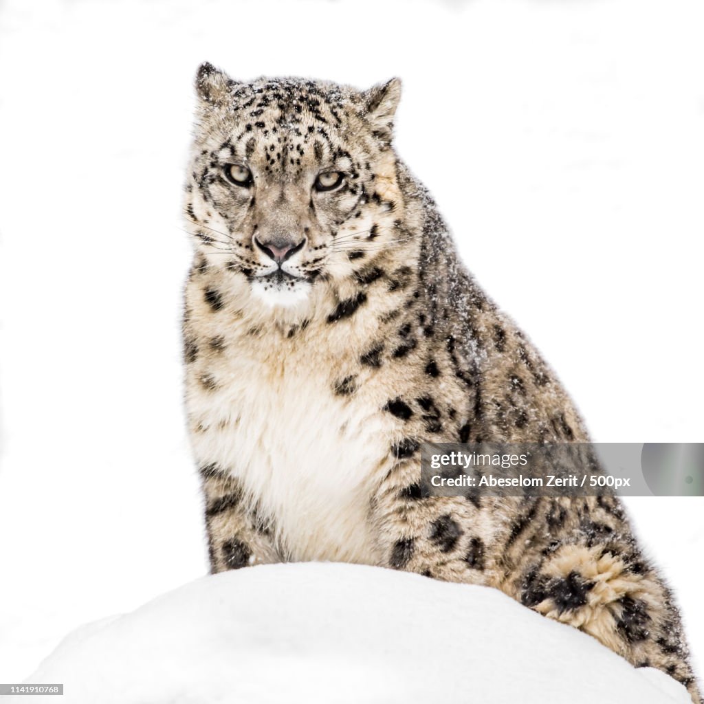 Snow Leopard In Snow Xx