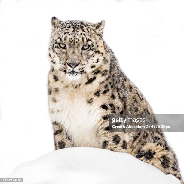 snow leopard in snow xx - snow leopard 個照片及圖片檔