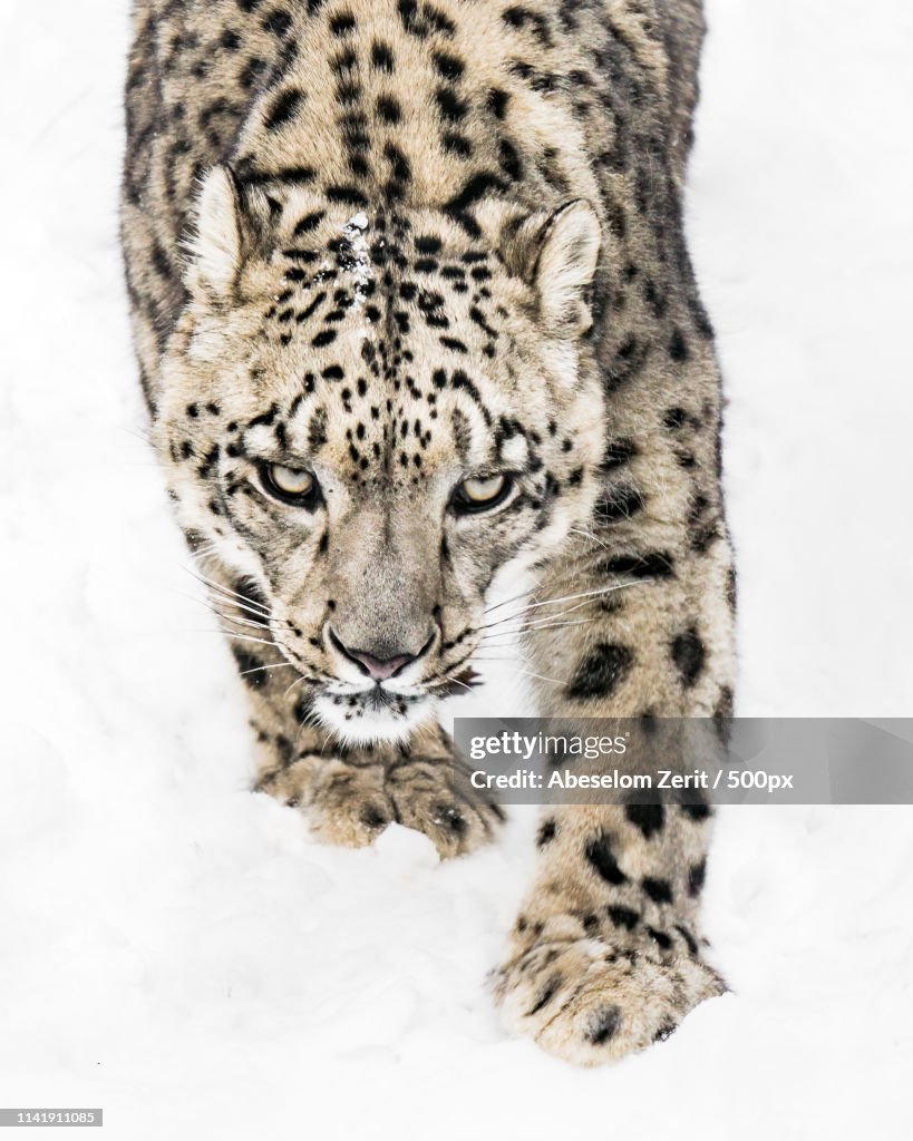 Snow Leopard On The Prowl X