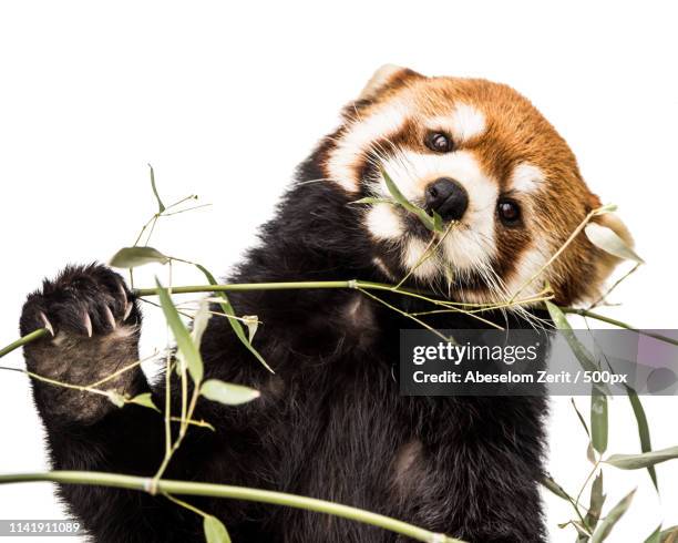 red panda xiv - red panda stock pictures, royalty-free photos & images