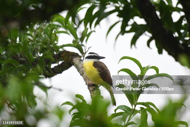 bananaquit (coereba flaveola) perching on branch - banana bird stock pictures, royalty-free photos & images