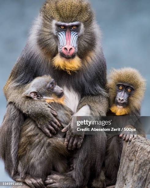 mandrill family ii - mandrillo foto e immagini stock