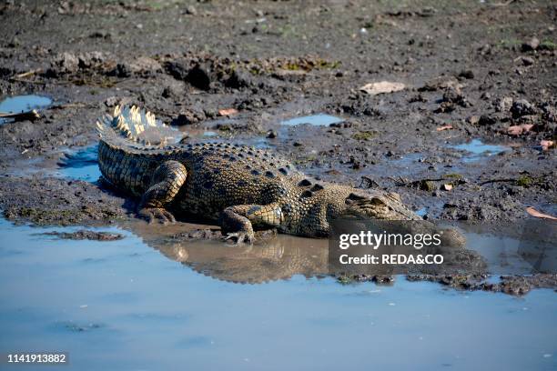 Kakadu National Park. Crocodylus porosus. Saltwater crocodile. NorthernTerritory. Australia.