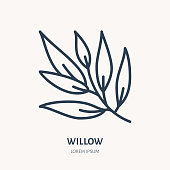 Willow flat line icon. Medicinal plant leaves vector illustration. Thin sign for herbal medicine, tree branch logo
