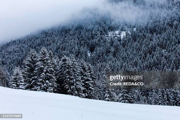 Forests of spruce. Predazzo. Val di Fiemme. Trentino Alto Adige. Italy. Europe.