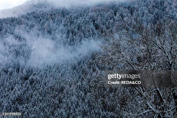 Forests of spruce. Predazzo. Val di Fiemme. Trentino Alto Adige. Italy. Europe.